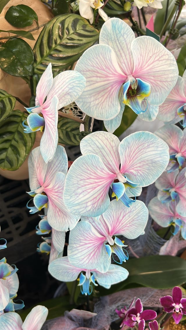 look at these orchids i found at the nursery across town. they are so insanely gorgeous! i didn’t get them because my indoor cats would destroy them :,) but they were too beautiful not to share.