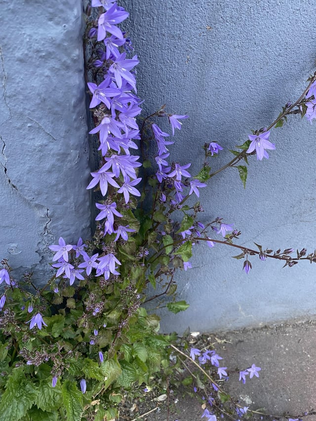 tips for serbian bellflower propagation please.
