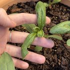 zinnia seedlings. what’s happening?