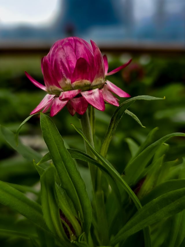 i love catching a flower in the process of blooming