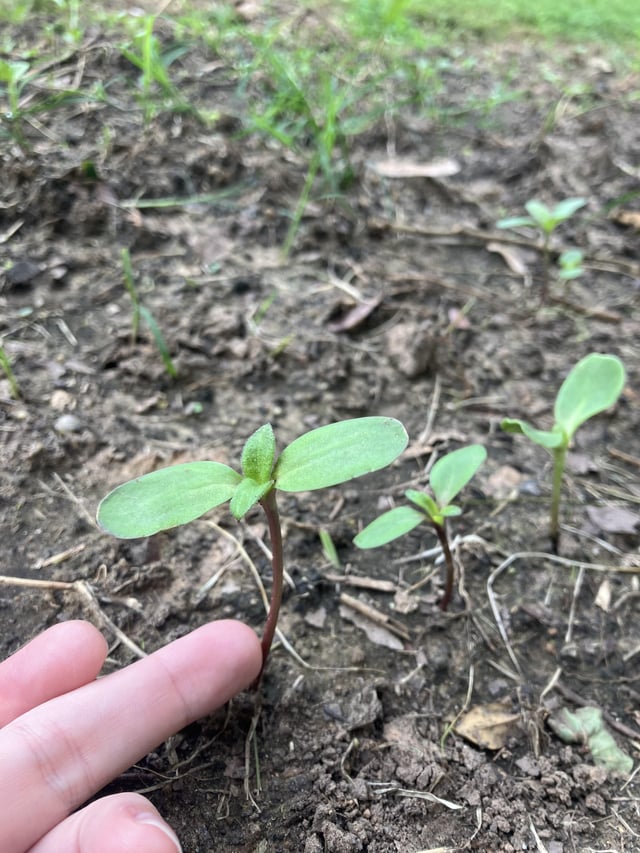 are these sunflower sprouts?