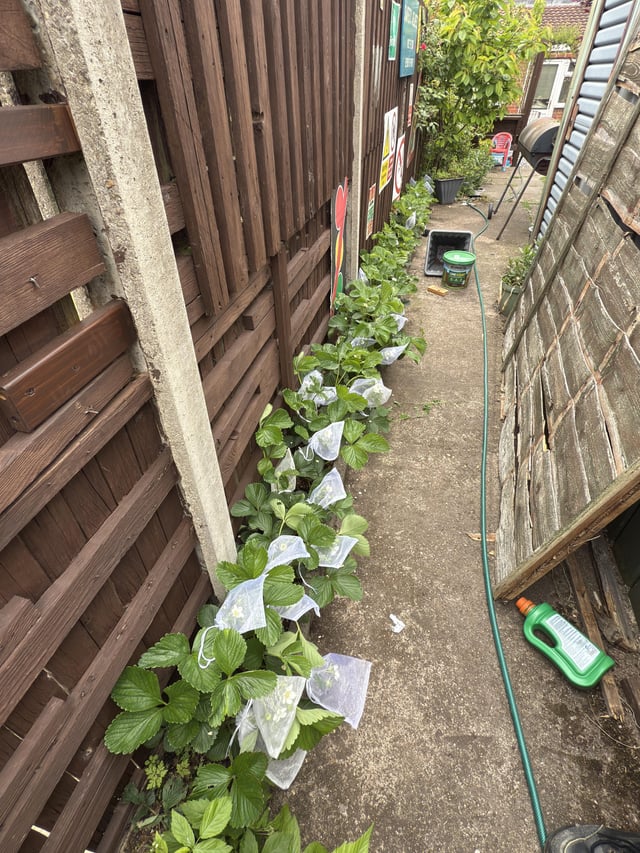 it seems like a good year for strawberries.