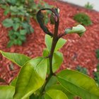 lemon tree turning black