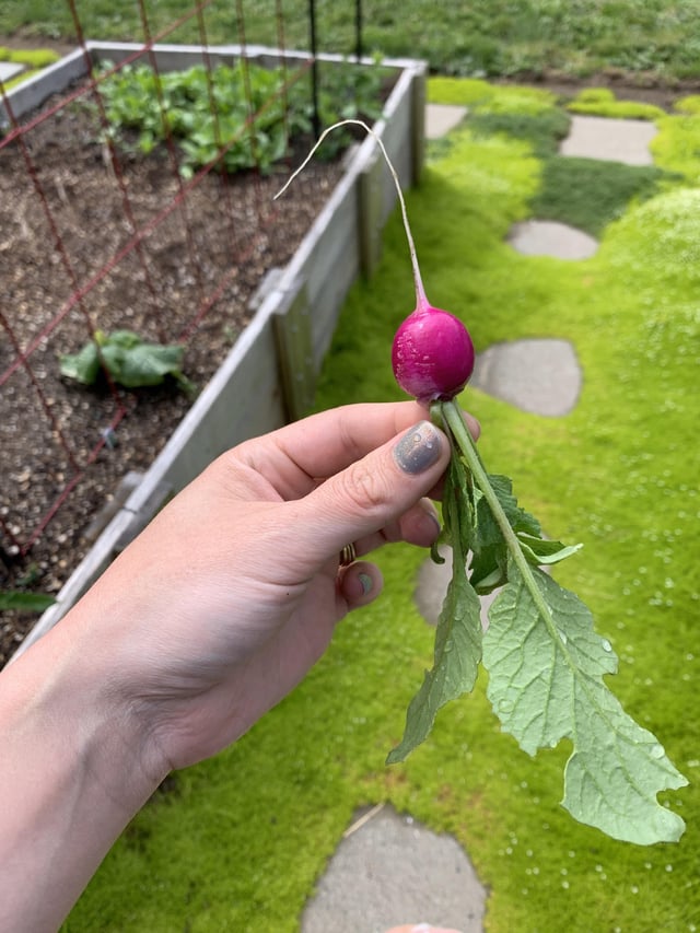 what’s something that you love to grow, but don’t really love to eat? i’ll start:
