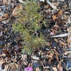banksia birthday candle variable success