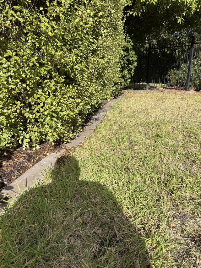 best way to kill off lawn?