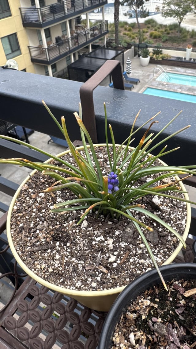 i don’t garden and found this bulb looking thing on the ground a year ago. today it bloomed!