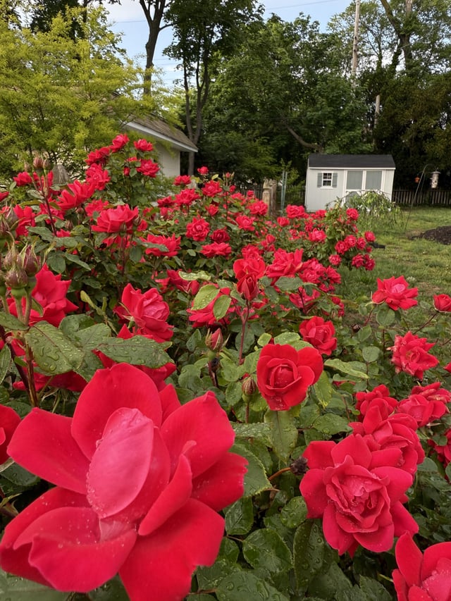 my rose garden, 3 years strong