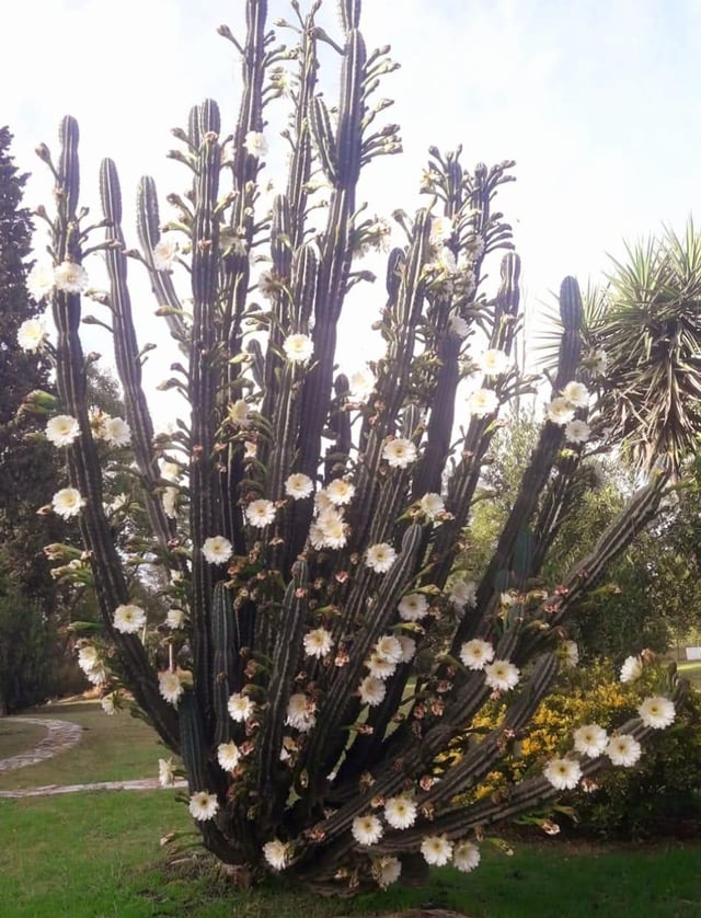 can’t believe how many flowers this giant cactus produced!