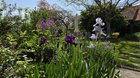 Mostly blue and purple spring in our garden – Reddit Post