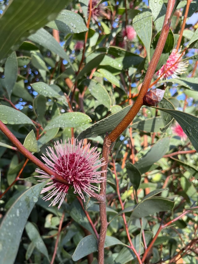 the pride and joy of my backyard my hakea laurina