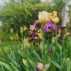 in bloom