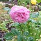 first rose to bloom!