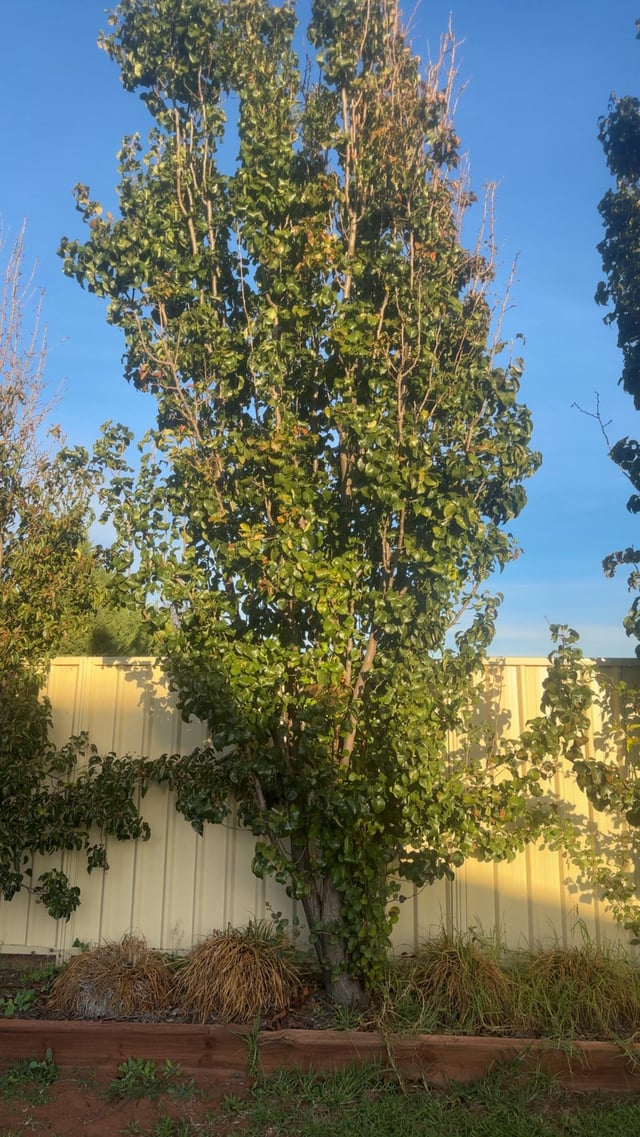 Help identifying a tree