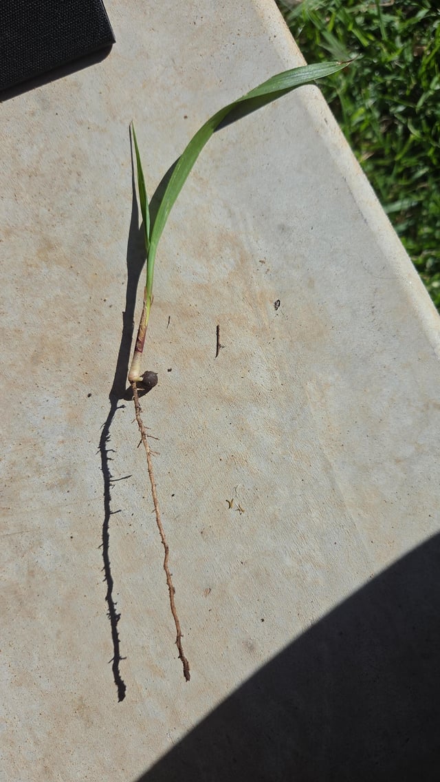 please help identify weed.