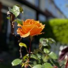inherited beautiful roses. how to care for them?