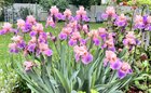 the iris queen is back!!!
