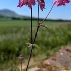 aquilegia?