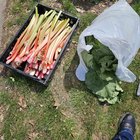 22 lbs of rhubarb!!