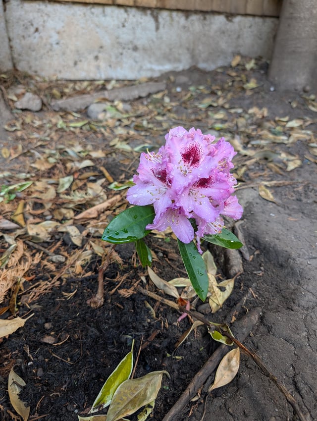 my rhododendron got damaged and was just a stick in the ground. it still didn't fail to give us a show.