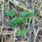 what's eating my spinich?