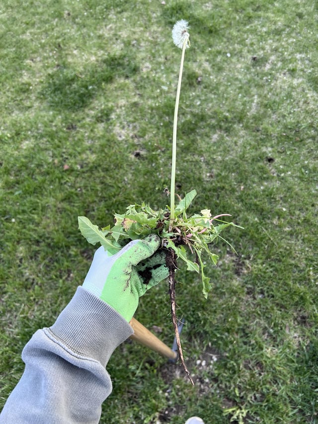 i’ve been thinking about this weed pull for 3 days