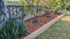 which flowers would you recommend to in this patch.