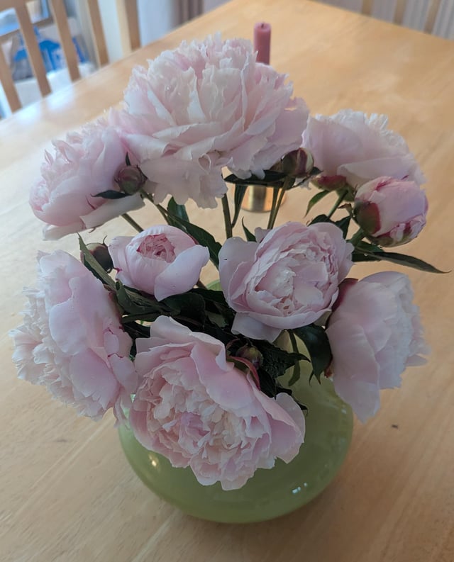 home grown peonies