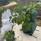 found this small tree in the river at the back of my garden…