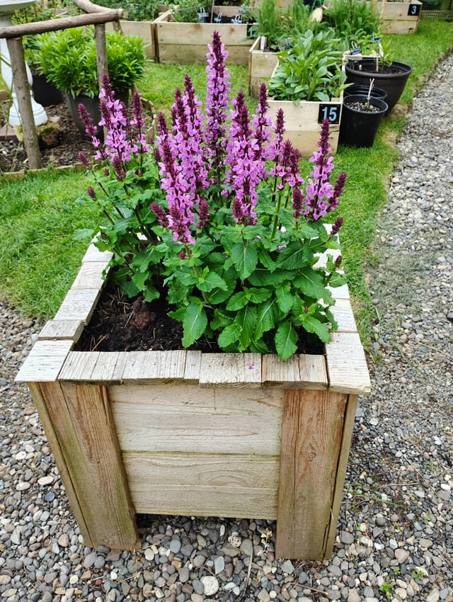one of our salvia plants we recently planted