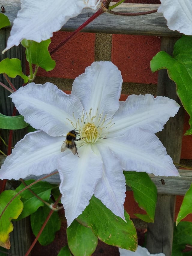 happy world bee day!