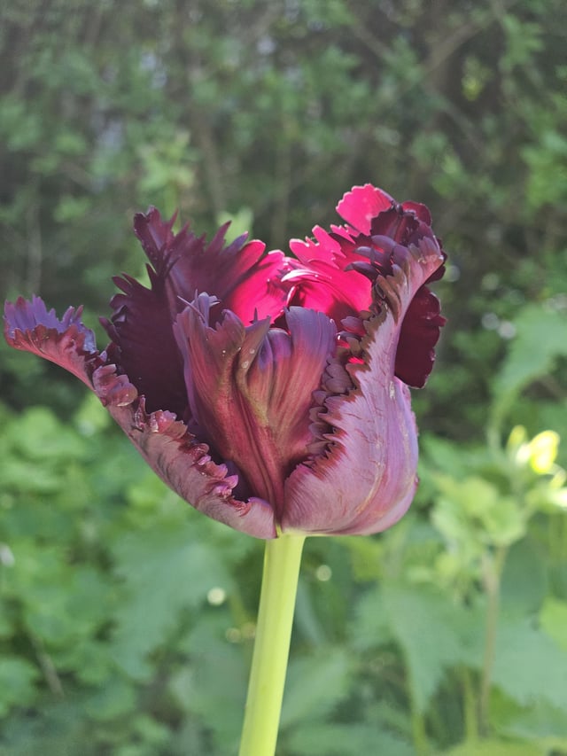 the last of my tulips!