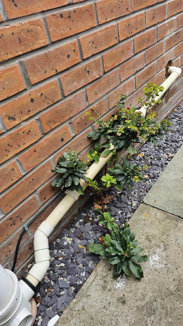 What is this plant growing by the side of my house and should I remove it?