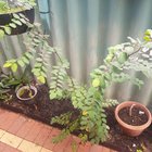 Unknown plant