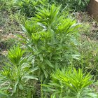 Anyone tell me what these majestic weeds are? – Reddit Post