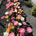 tulip garden transformation, 140 bulbs at the height of the season. see older posts for full transformation!