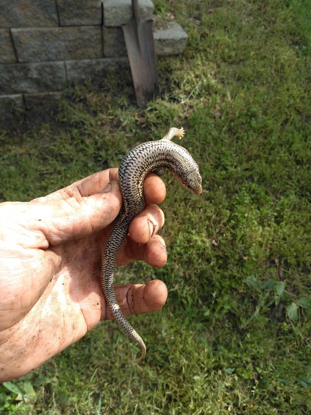 Found this little guy today – Reddit Post