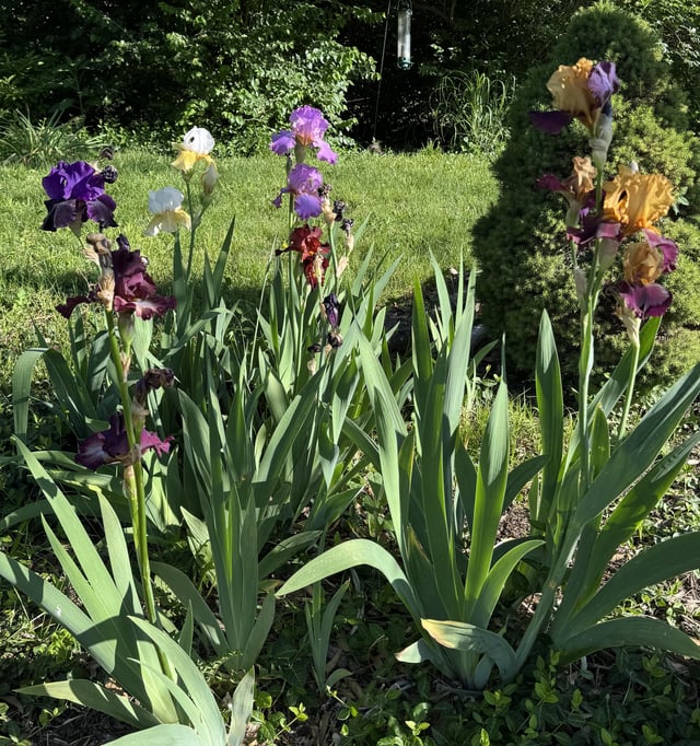 this was a grab bag collection from local iris farm! so proud!
