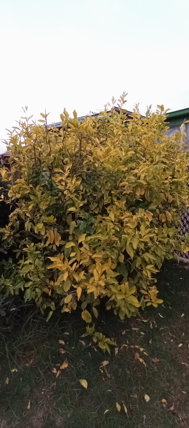 help my lemon tree!! 😭 extreme chlorosis