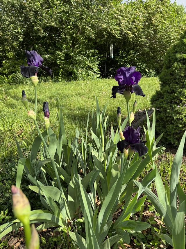 Some dark purple ones today – Reddit Post