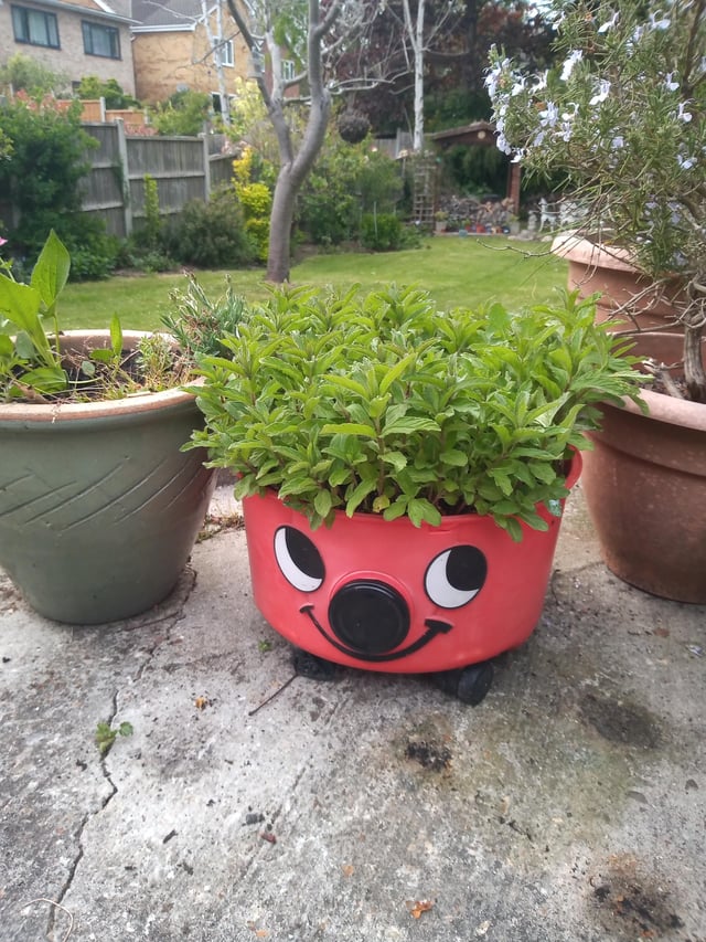my spearmint's doing ok....