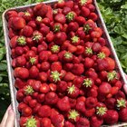 first year the strawberries are really doing their thing 🍓
