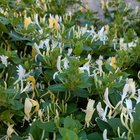 what's this flowering plant coming into my building's parking lot?