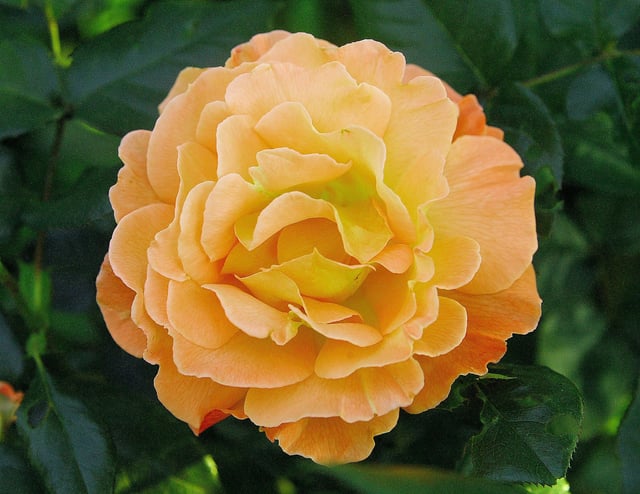 apricot colored rose part 2 (different cultivar though)🙃