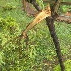 bear mauled my peach trees. help…
