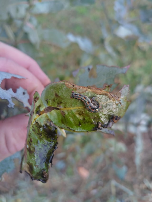 caterpillar identity