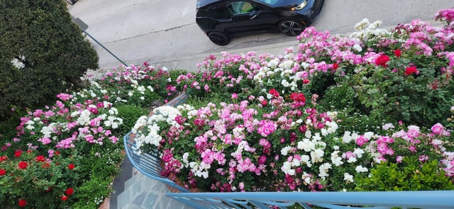 large flower bed. lots of roses.