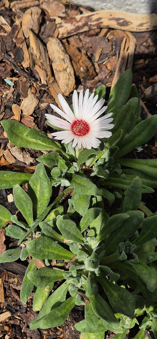 my first successes as a gardener