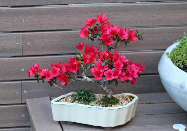 My brother’s Azalea bonsai is in full bloom. – Reddit Post