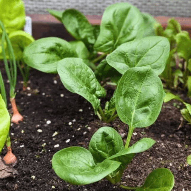 is my spinach looks healthy?